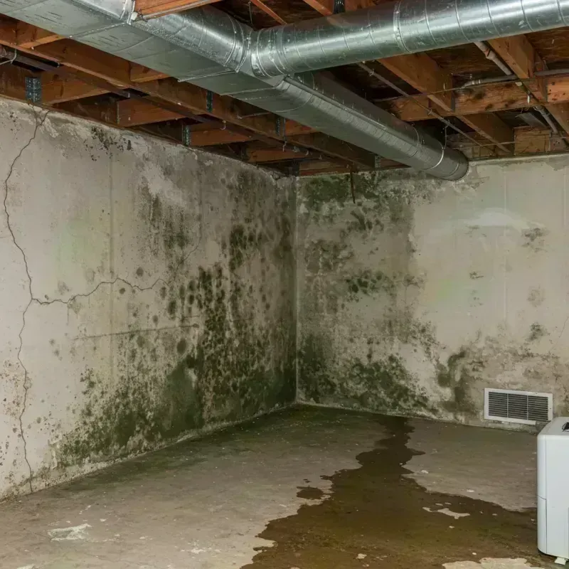 Professional Mold Removal in Idaho Springs, CO